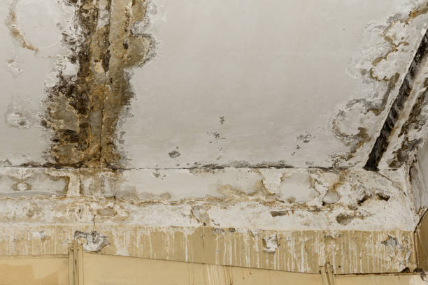 Best Mold Damage Restoration  in USA