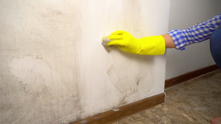 Best Mold Remediation for Rental Properties  in USA